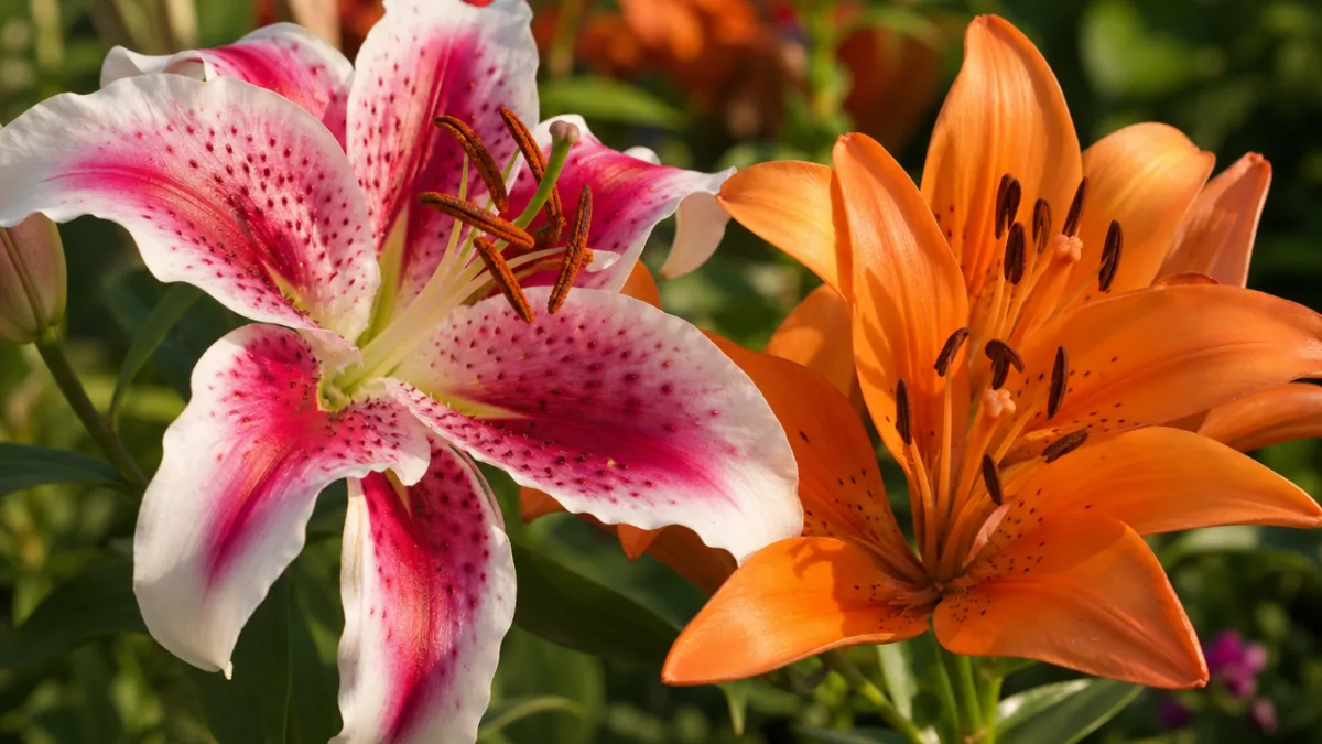 a close-up of Oriental and Asiatic lily blooms side by side in…