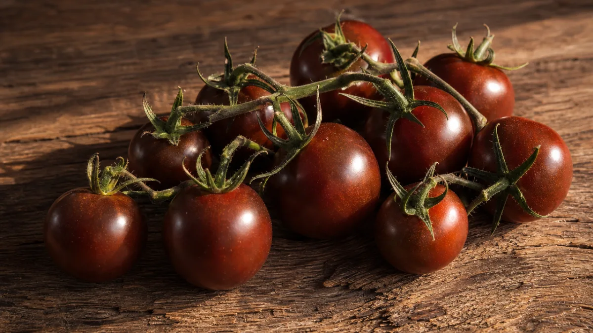 a cluster of deep mahogany Chocolate Cherry tomatoes on a rustic wooden…
