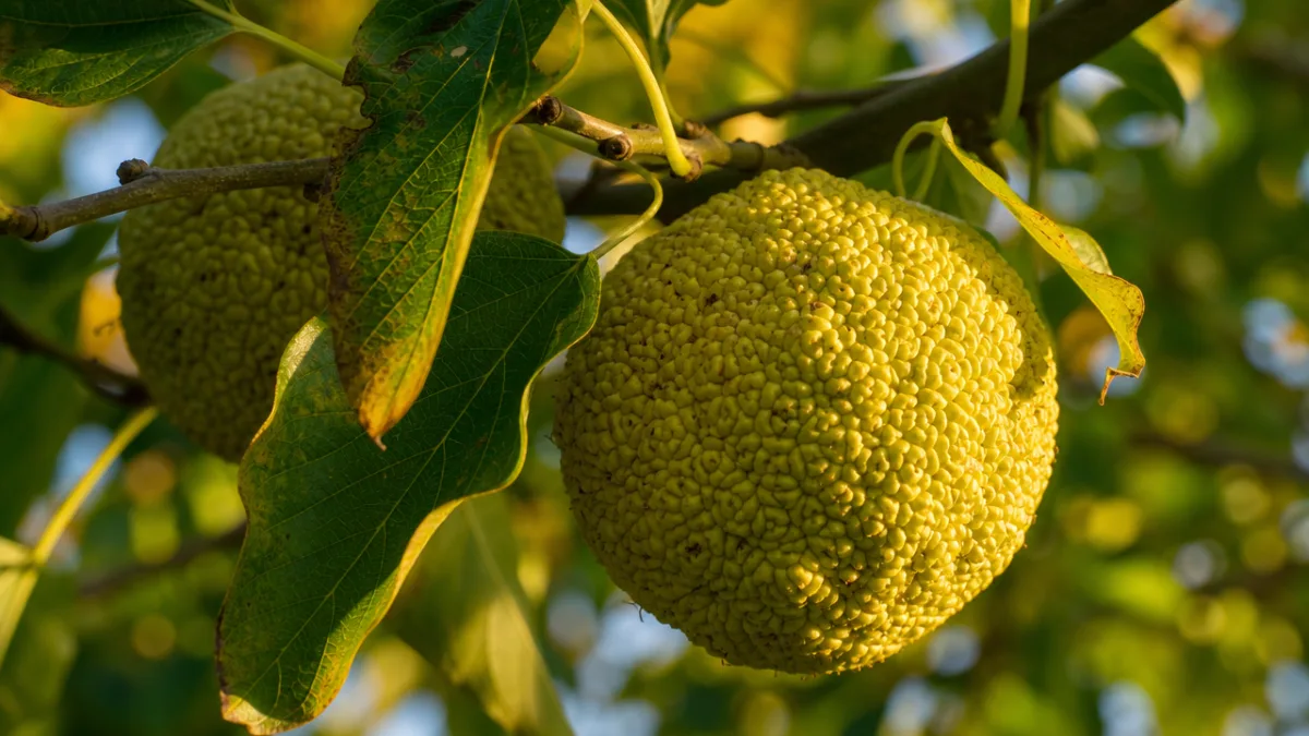 a close-up of Maclura pomifera fruit on a branch, warm autumn sunlight…
