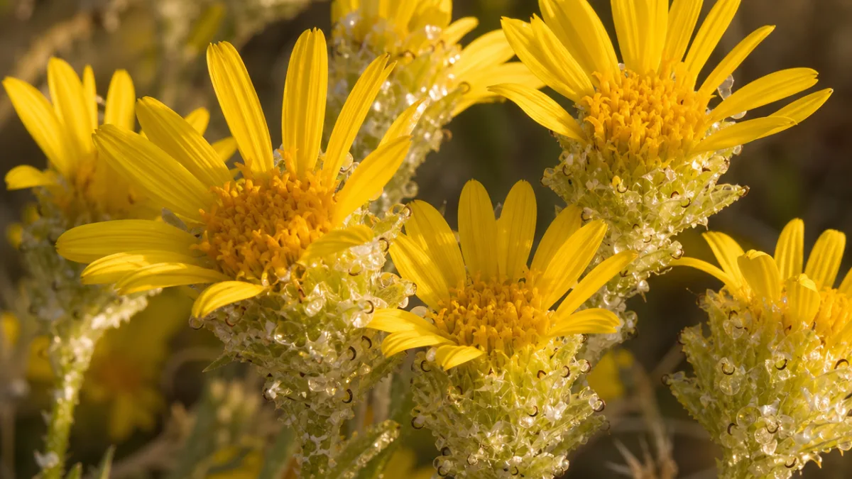 close-up of bright yellow gumweed flowers with sticky white resinous bracts, warm…