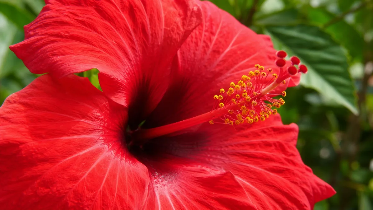 a close-up of a hibiscus flower with vibrant red petals and prominent…