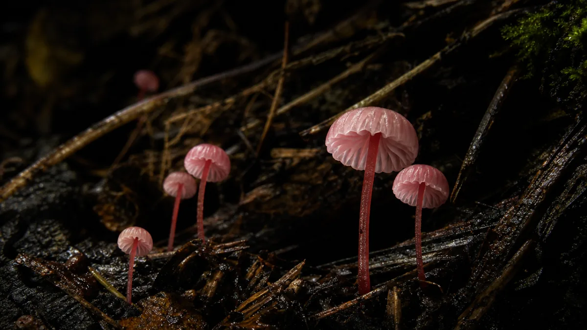 a macro photograph of tiny pink Marasmius mushrooms on dark forest floor,…