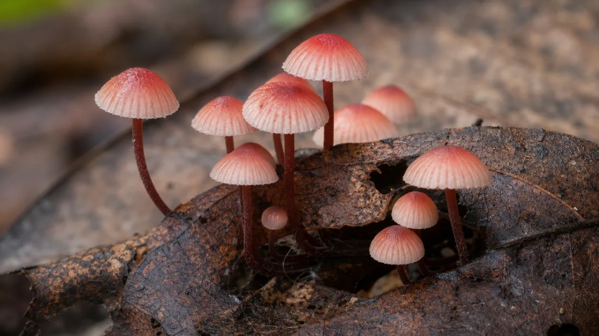 a close-up of multiple Marasmius haematocephalus mushrooms clustered on a decaying leaf,…