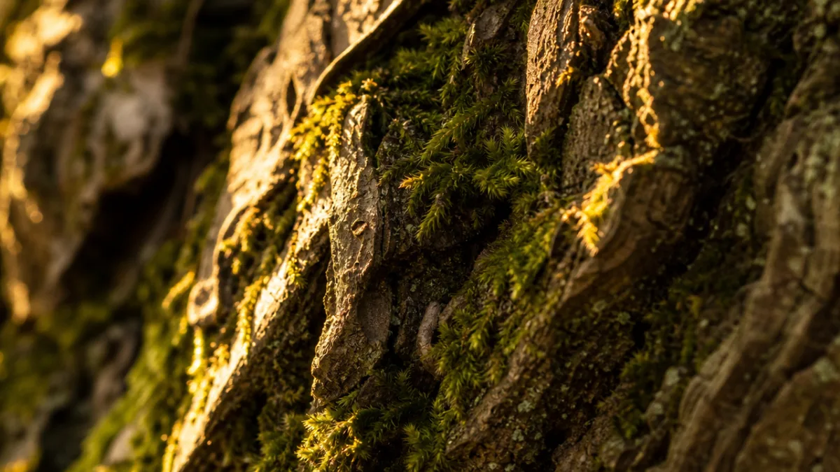 extreme macro photograph of natural textures including tree bark and moss, golden…