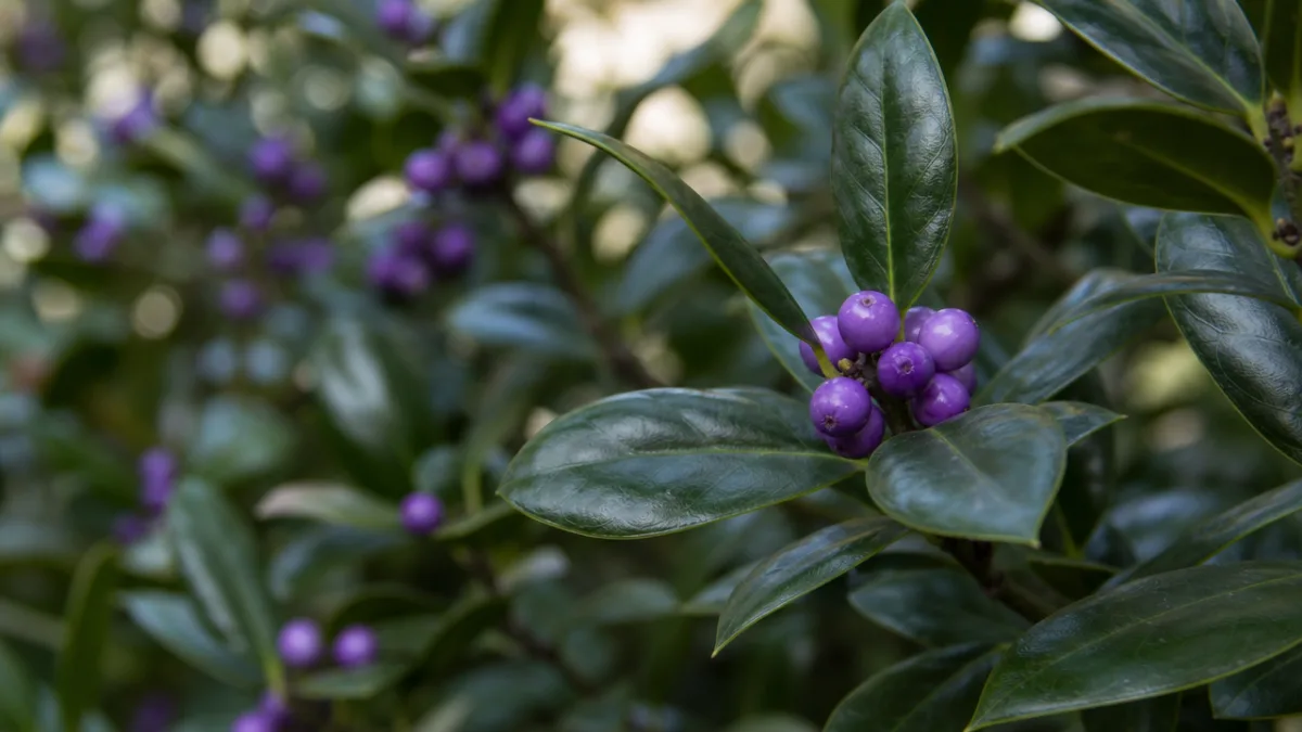 close-up of glossy dark green shrub leaves with small purple berries, soft…