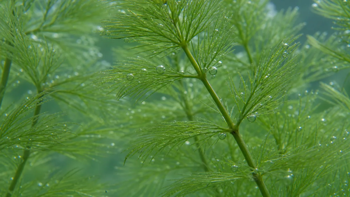 close-up of feathery green aquatic plant stems with fine leaves, crystal-clear water,…
