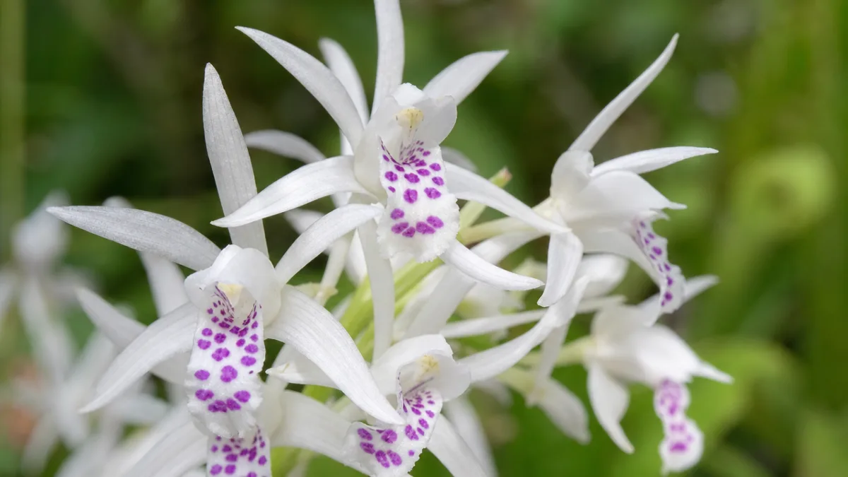 a close-up of white Neobenthamia gracilis flower clusters with purple spotted lips,…