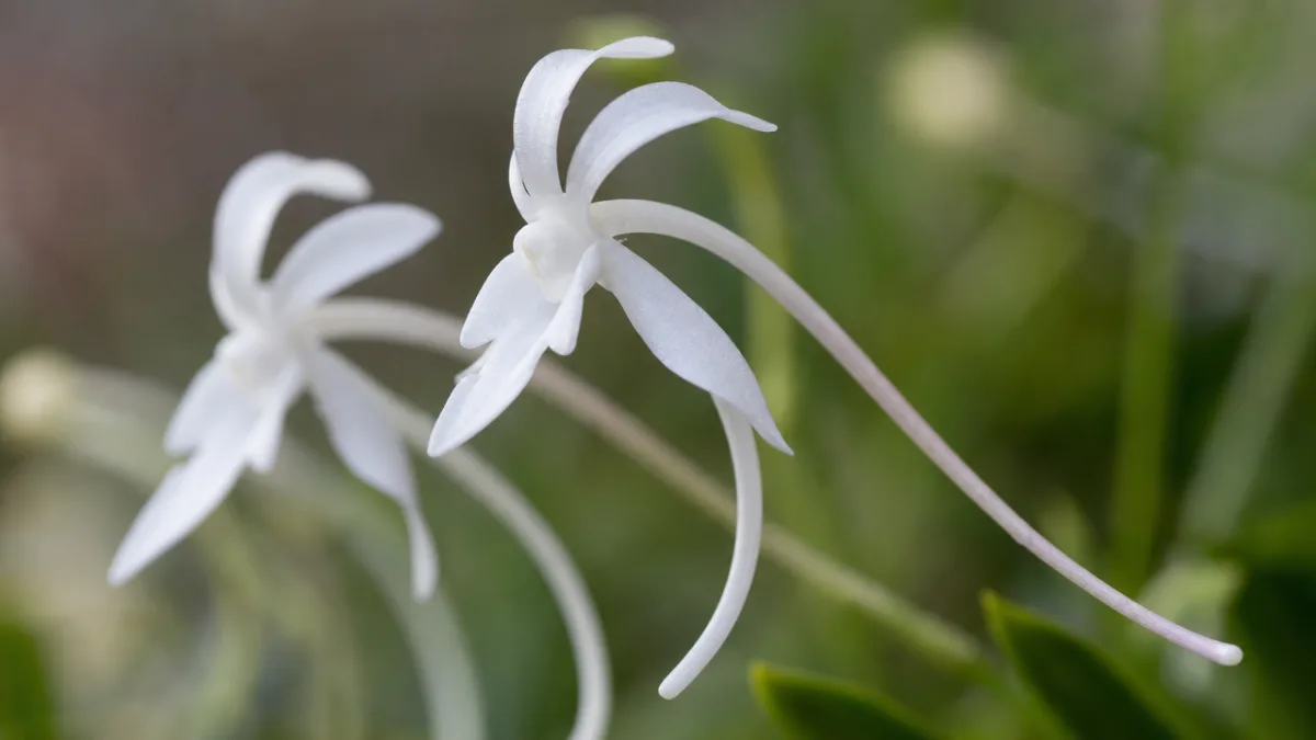 close-up of delicate white Neofinetia falcata flowers with a long curved spur,…