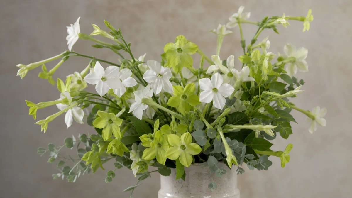 elegant floral arrangement featuring Nicotiana stems with white and lime-green blooms in…