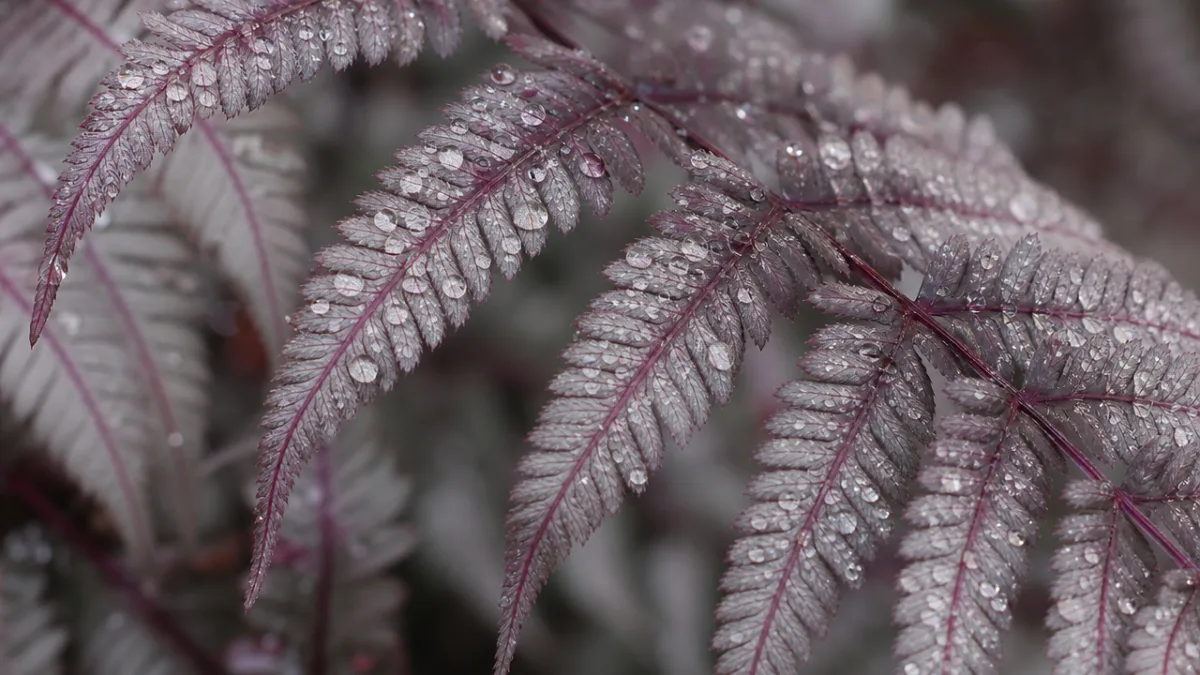 a close-up of silvery burgundy Japanese painted fern fronds glistening with morning…