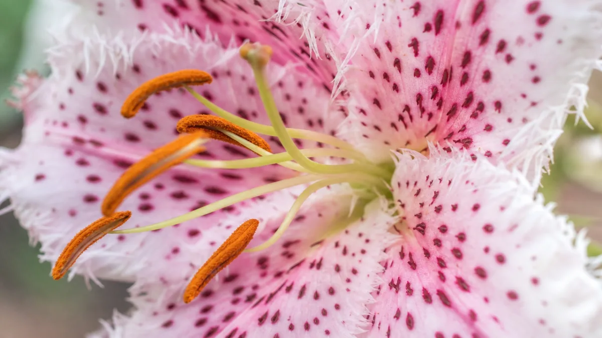 extreme close-up of a pale pink spotted lily flower with fringed petals,…