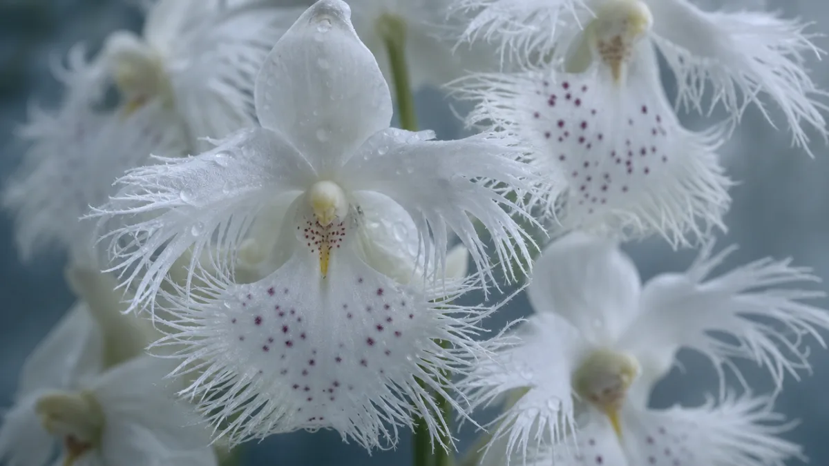 a close-up of white fringed orchid blooms with delicate spotted markings, soft…