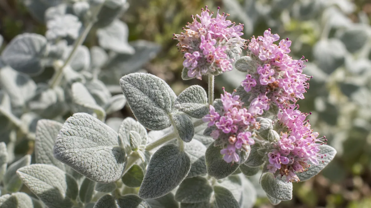 a close-up of silver woolly Origanum dictamnus leaves with delicate pink flower…