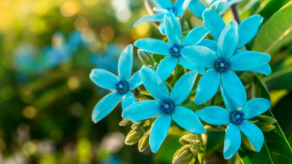close-up of vivid turquoise star-shaped Tweedia flowers with soft bokeh background, warm…