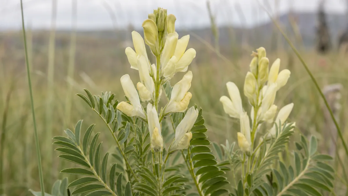 a close-up of pale yellow locoweed flowers with silky compound leaves, soft…
