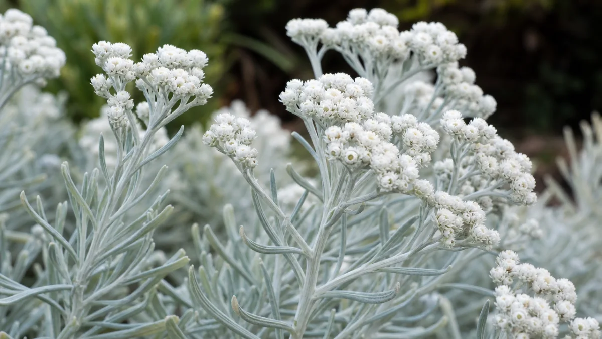 a close-up of silvery white Ozothamnus shrub stems with delicate flower clusters,…