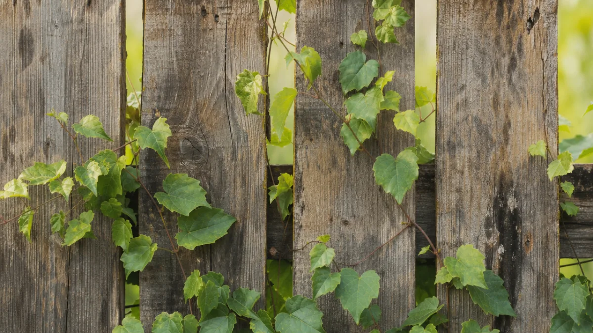 a close-up detail of weathered pallet wood fence with climbing green vines,…