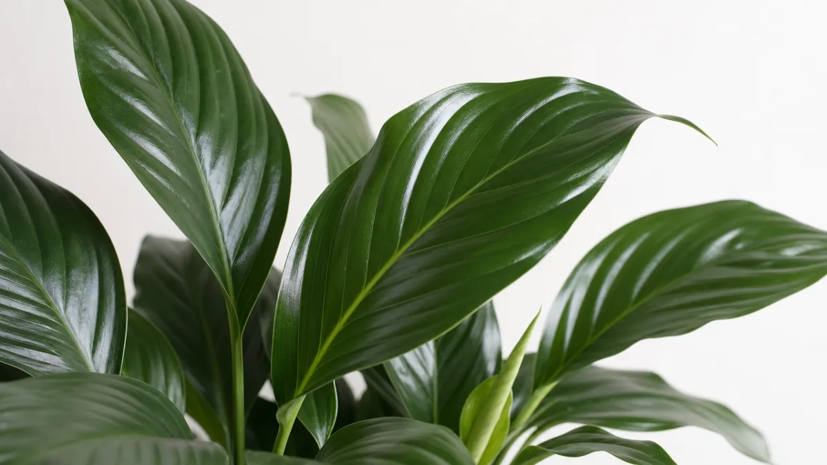close-up of peace lily leaves showing healthy dark green gloss, soft diffused…