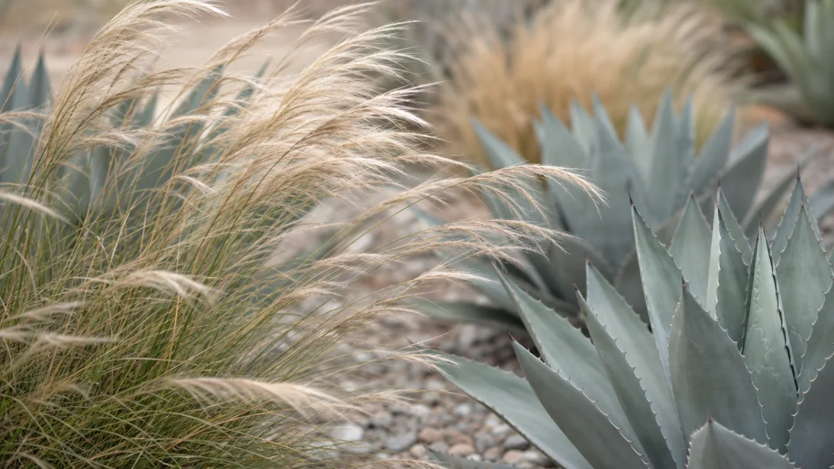 close-up of ornamental grasses and agave plants swaying in gentle wind, soft…