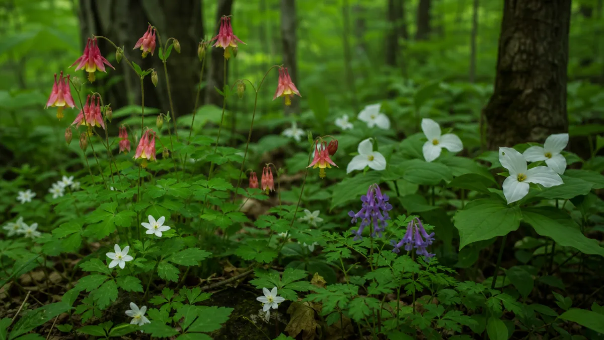 wild columbine and native woodland flowers growing naturally in forest shade, soft…