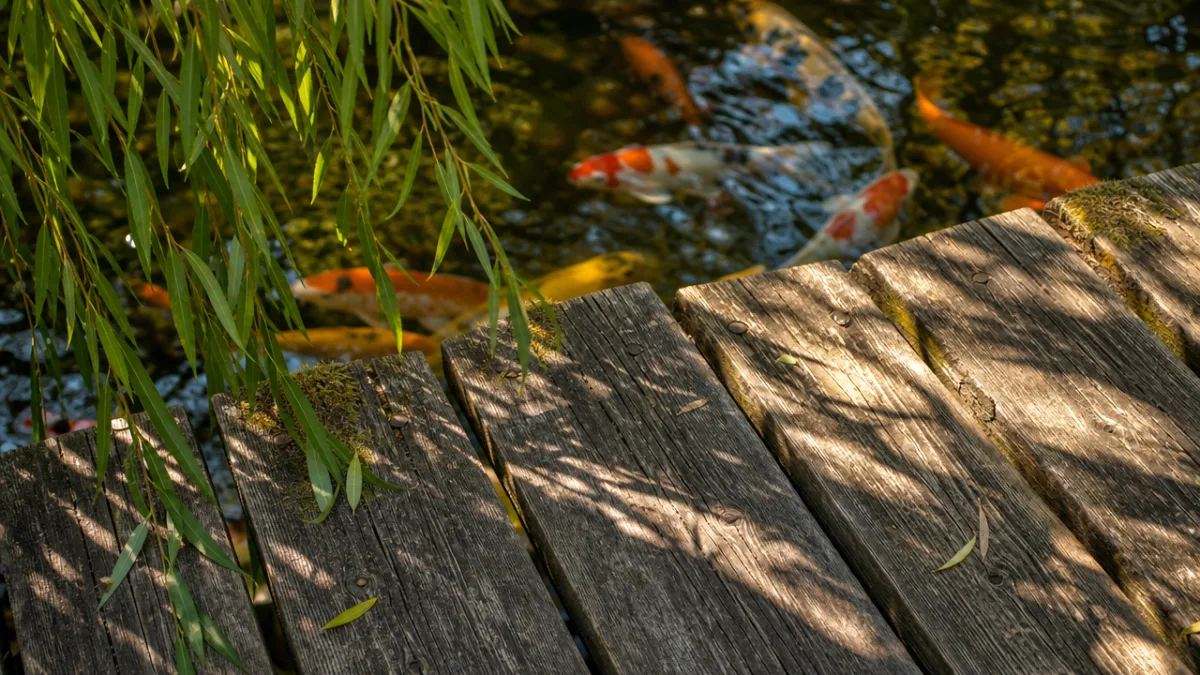 close-up of weathered cedar bridge planks over a koi pond, warm dappled…