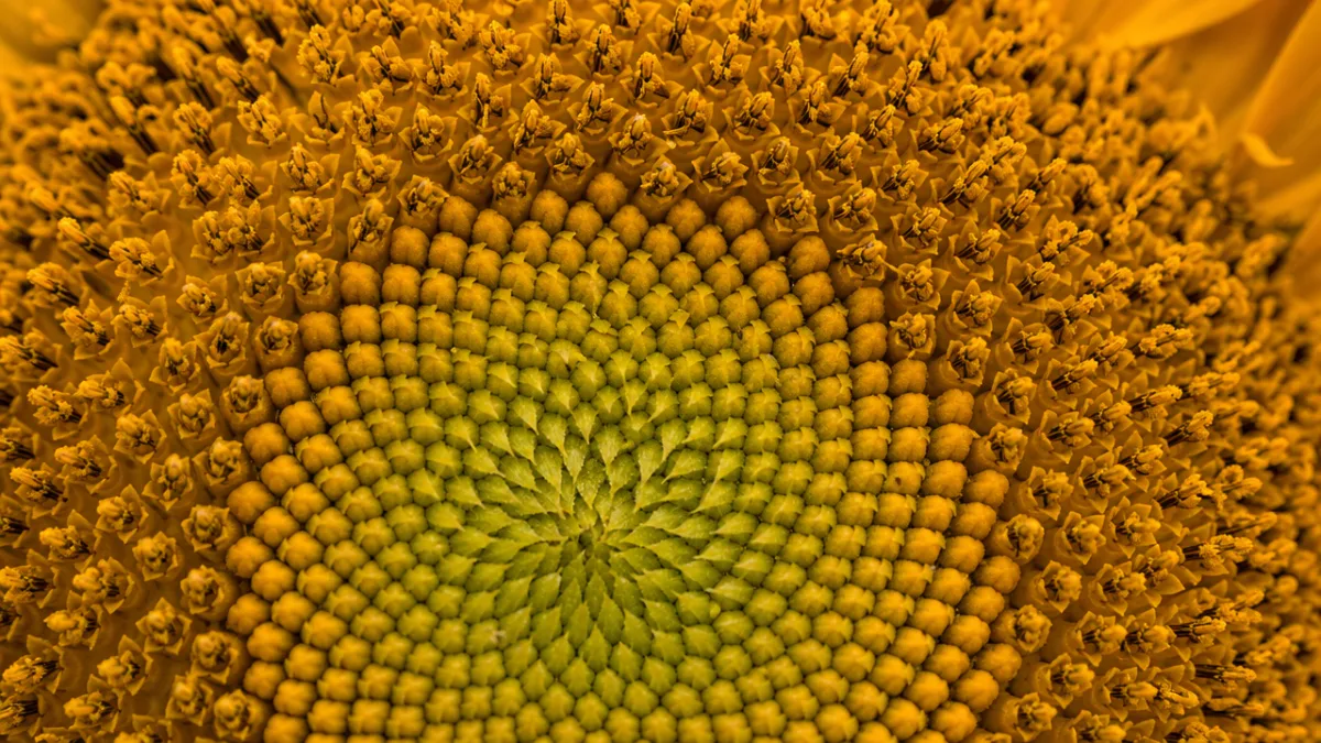 a close-up macro photograph of a sunflower seed head showing spiral patterns,…