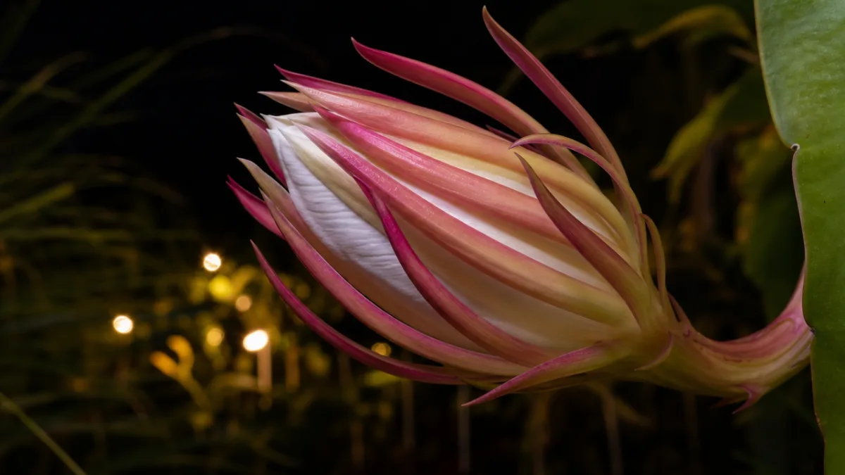 a vibrant night-blooming cereus flower bud in closeup with a dark background…