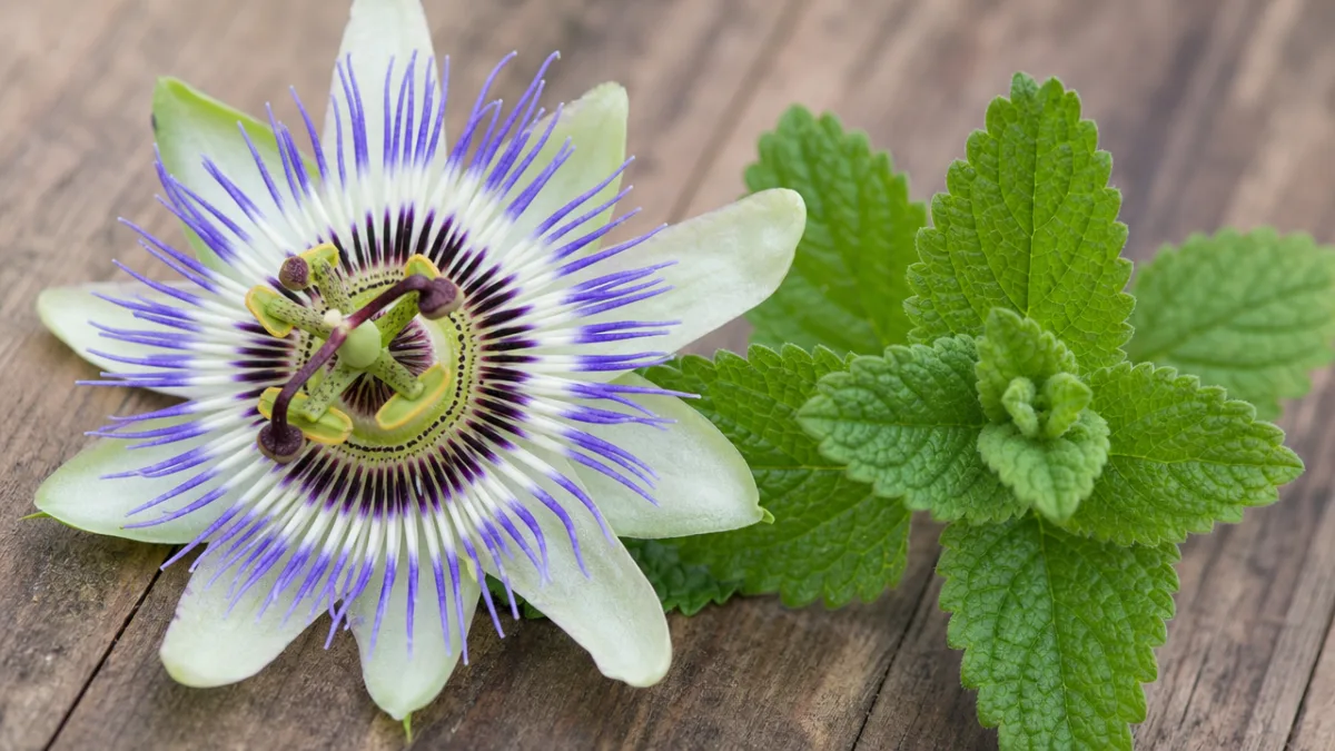close-up of passionflower and lemon balm herbs on a wooden table, soft…