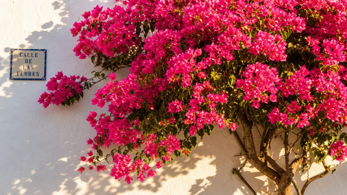 a vibrant bougainvillea plant in full bloom against a white wall, warm…