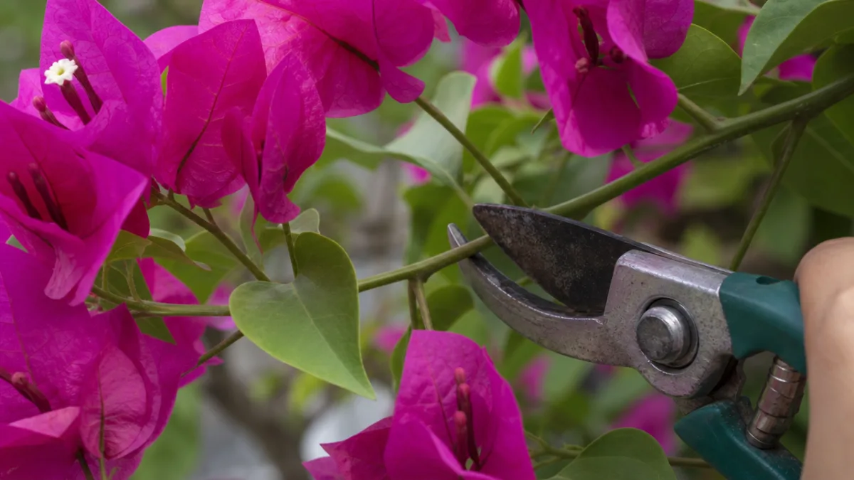 close-up of bougainvillea bracts and green stems being pruned with garden shears,…