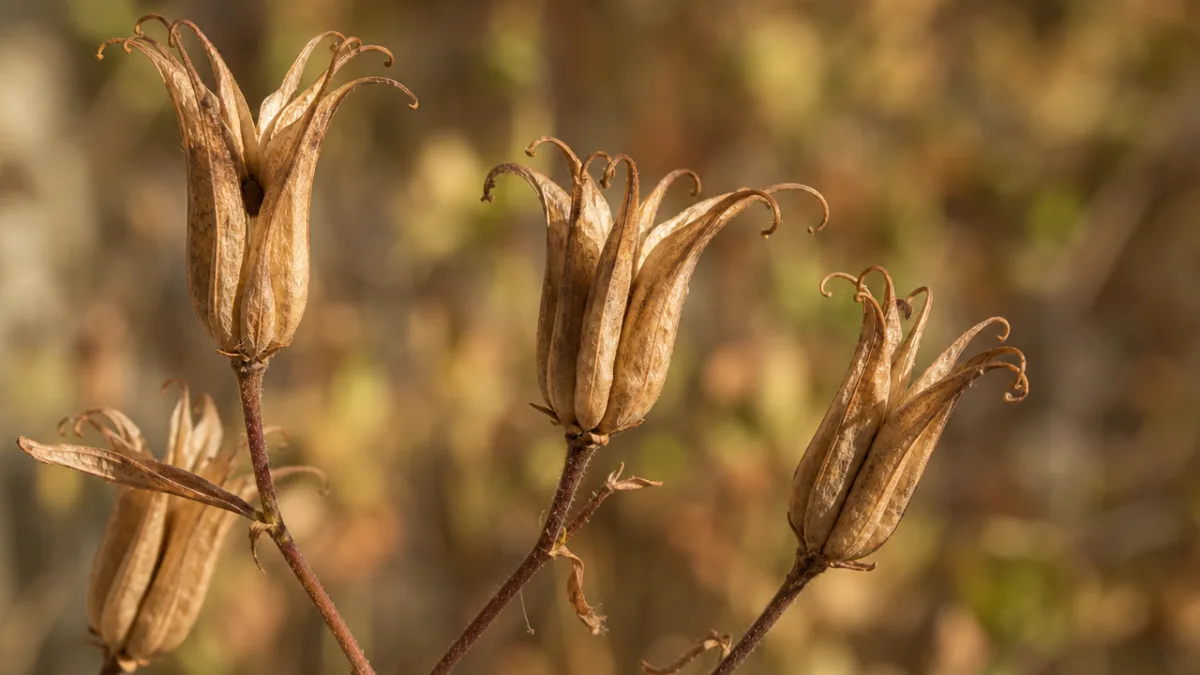 a close-up of dried brown columbine seed pods on a stem, warm…