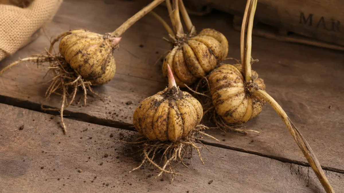freshly lifted Gloriosa lily tubers arranged on a rustic wooden surface, soft…