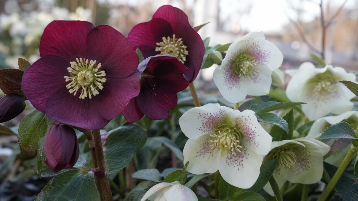 a close-up of hellebore flowers in deep burgundy and soft white, garden…