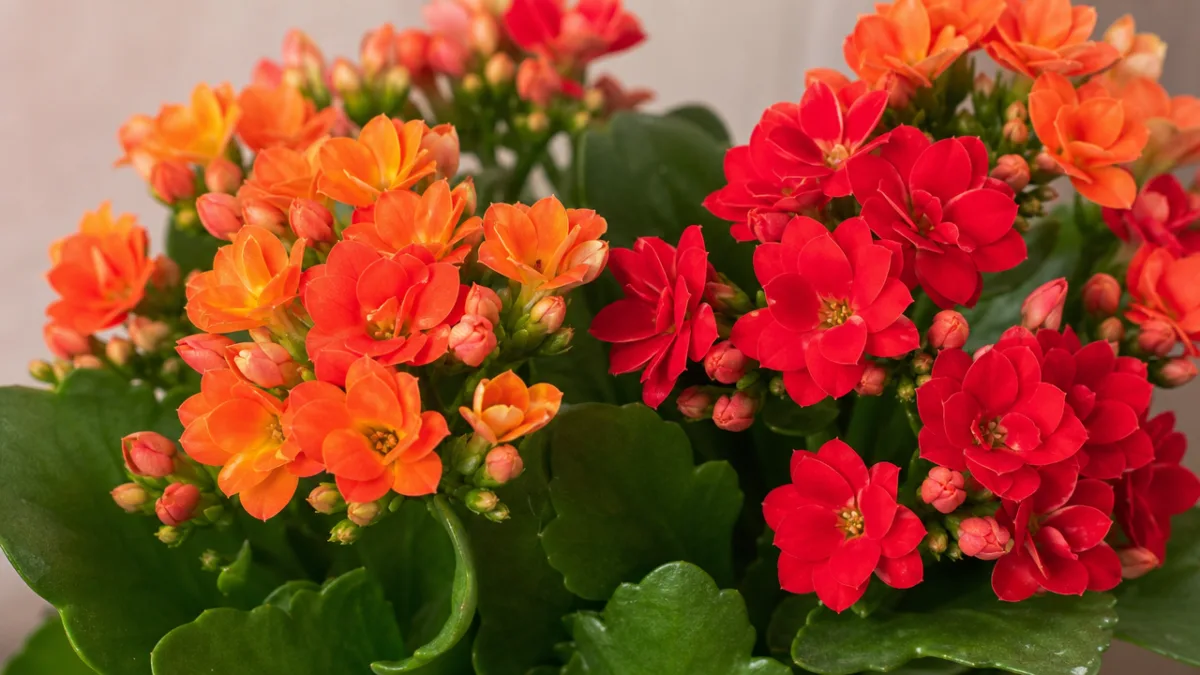 a close-up of vibrant kalanchoe blooms in red and orange, soft studio…