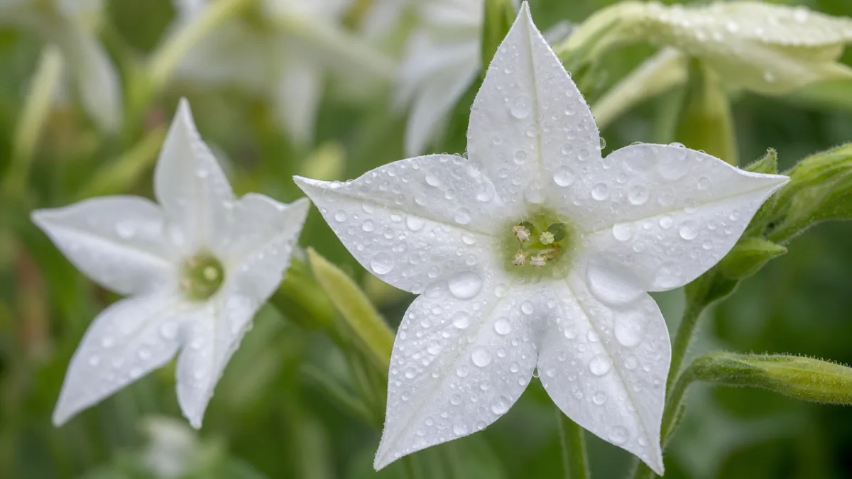 close-up of Nicotiana sylvestris white star-shaped blooms with morning dew, soft natural…