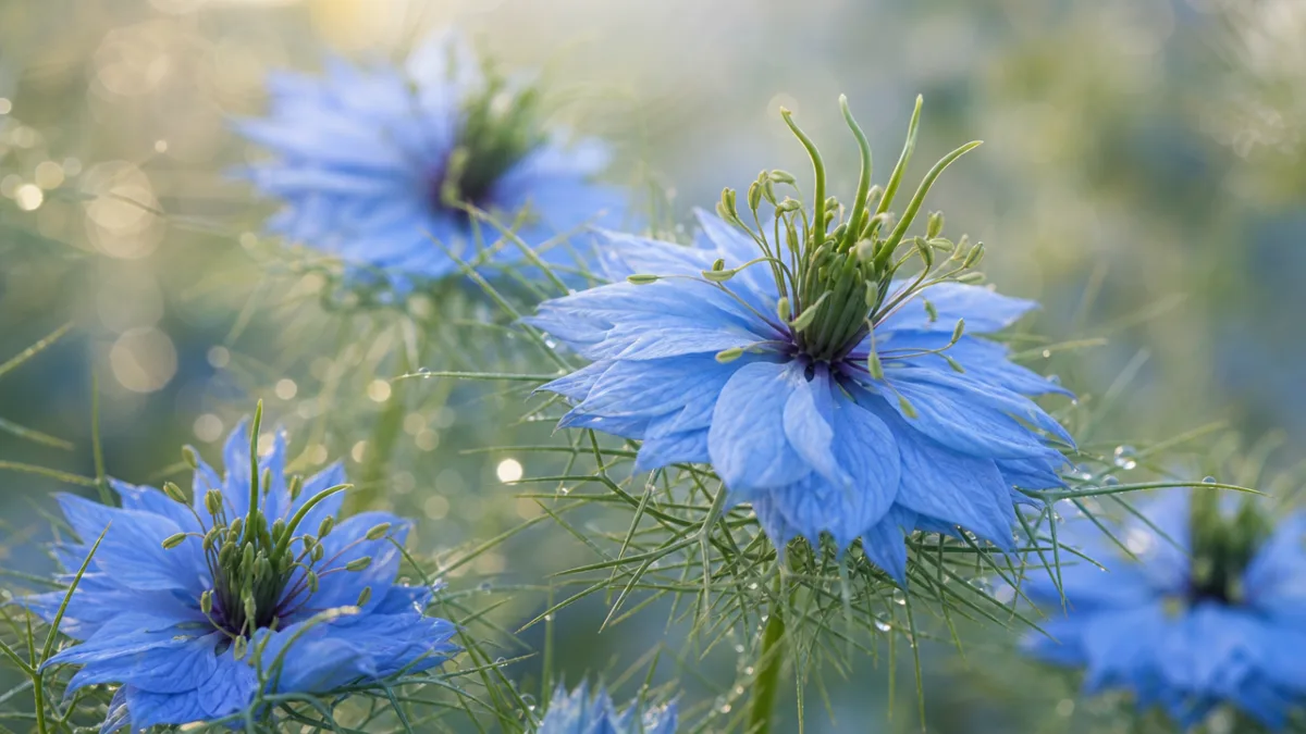 a close-up of blue Nigella damascena flowers with delicate feathery bracts, soft…
