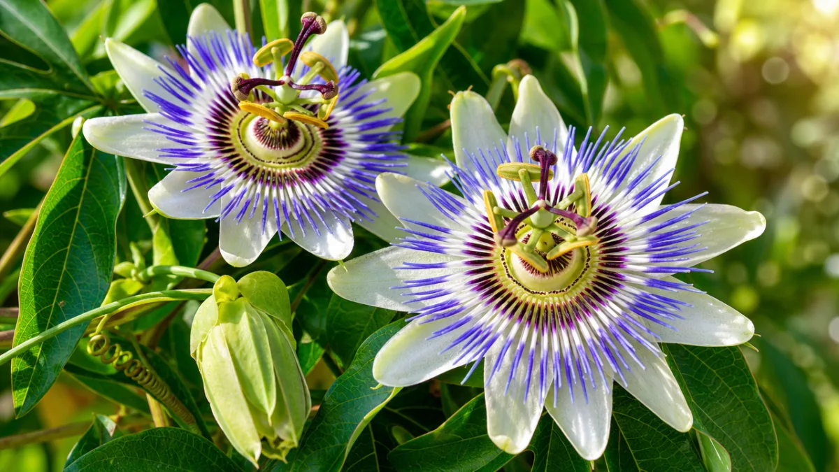 vibrant passionflower blooms in full color against green foliage, bright summer sunlight…