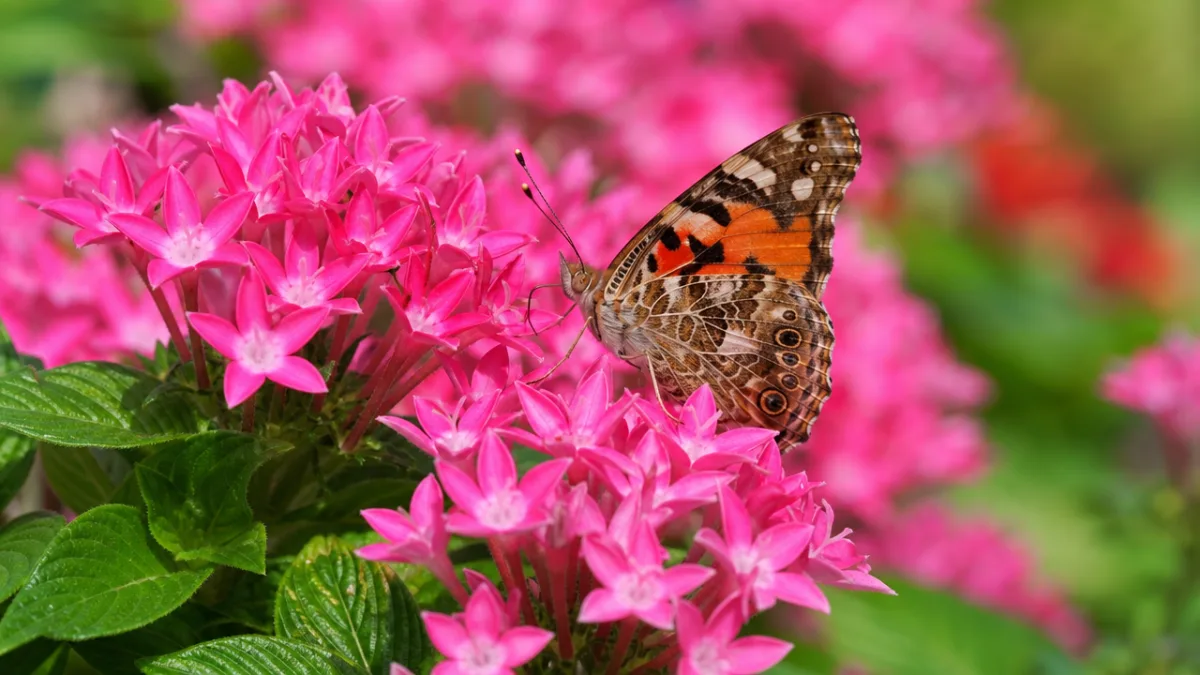 close-up of vibrant pentas flower clusters with a butterfly resting on blooms,…