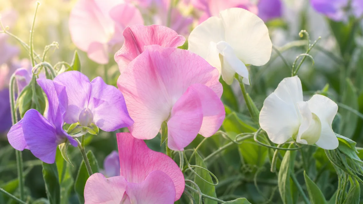 a close-up of colorful sweet pea flowers in soft morning light, pastel…