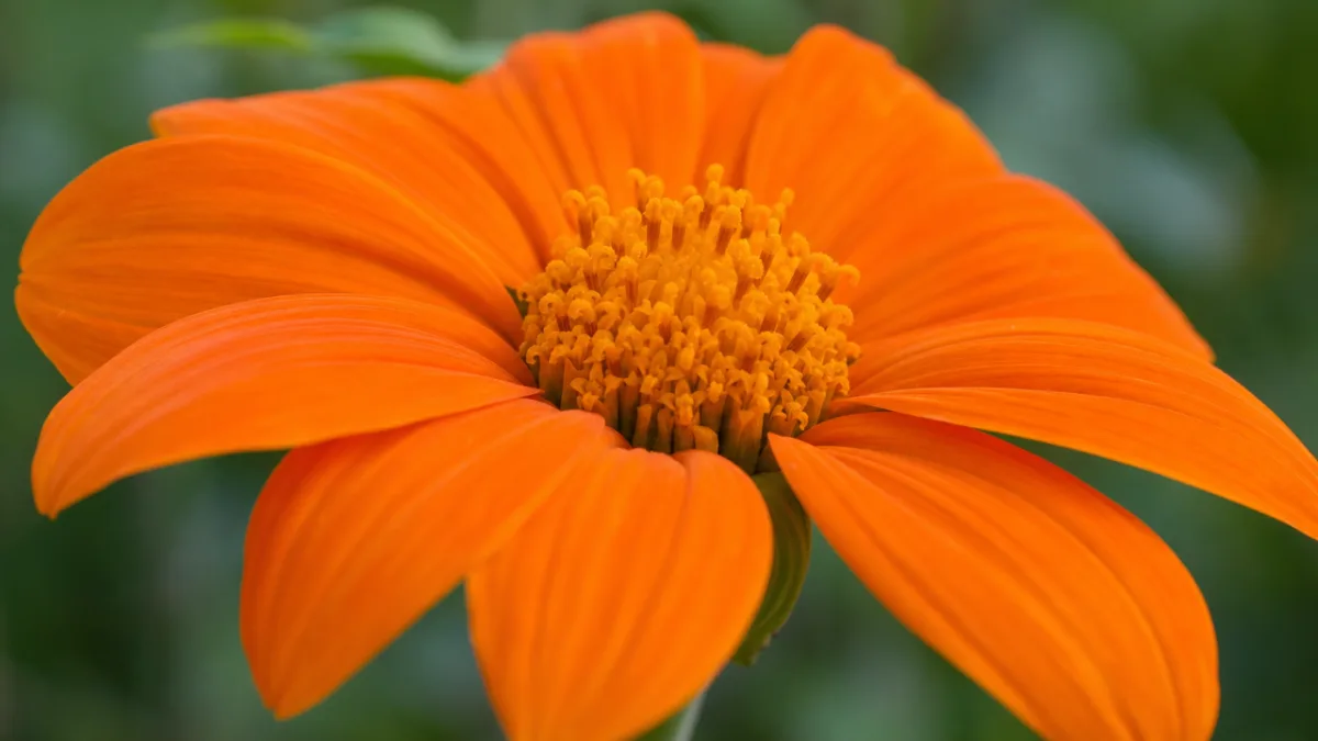 a close-up macro photograph of a single orange Mexican sunflower bloom with…