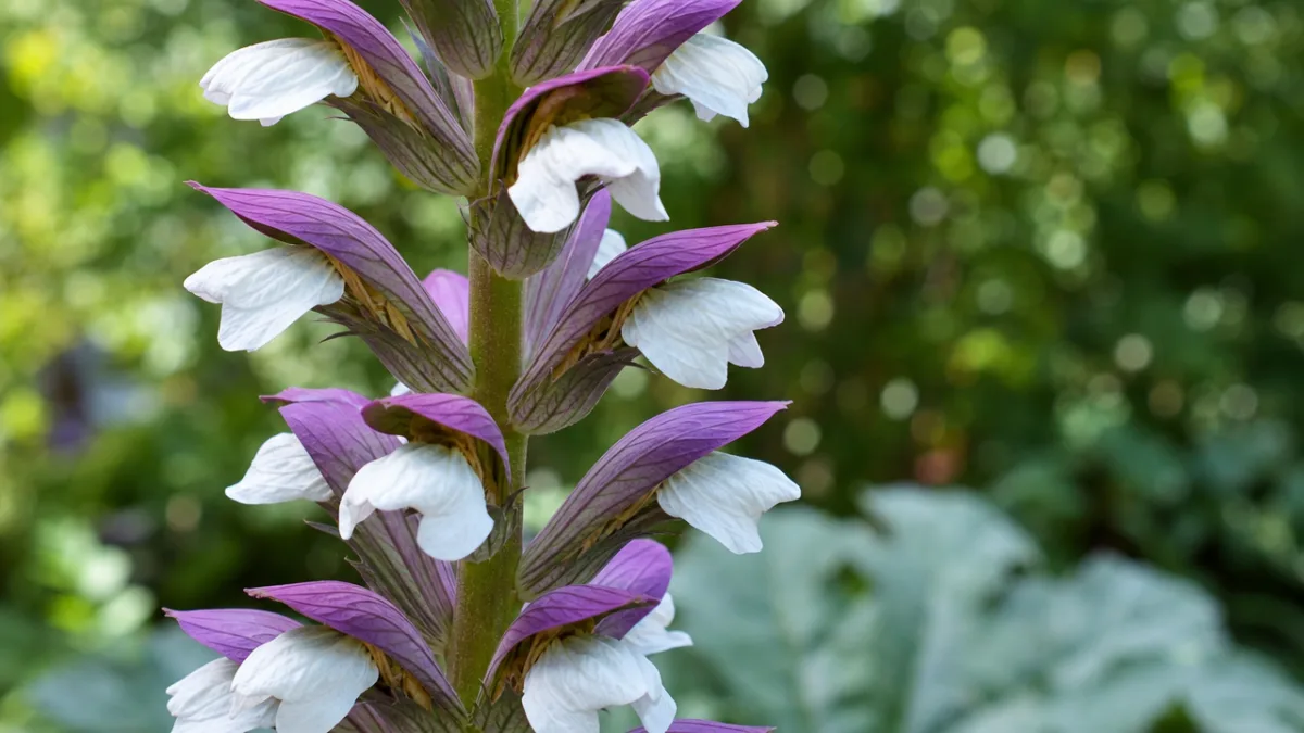 a detailed macro photograph of Acanthus mollis flower spike with purple bracts…