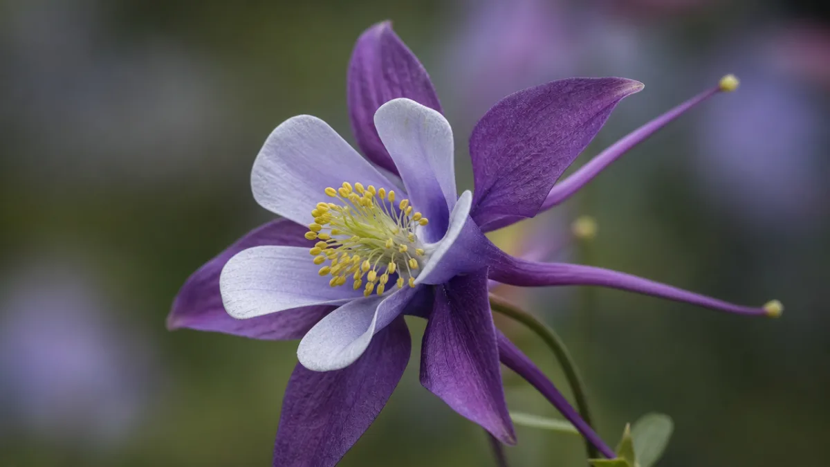close-up of a single columbine flower with intricate spurred petals, shallow depth…