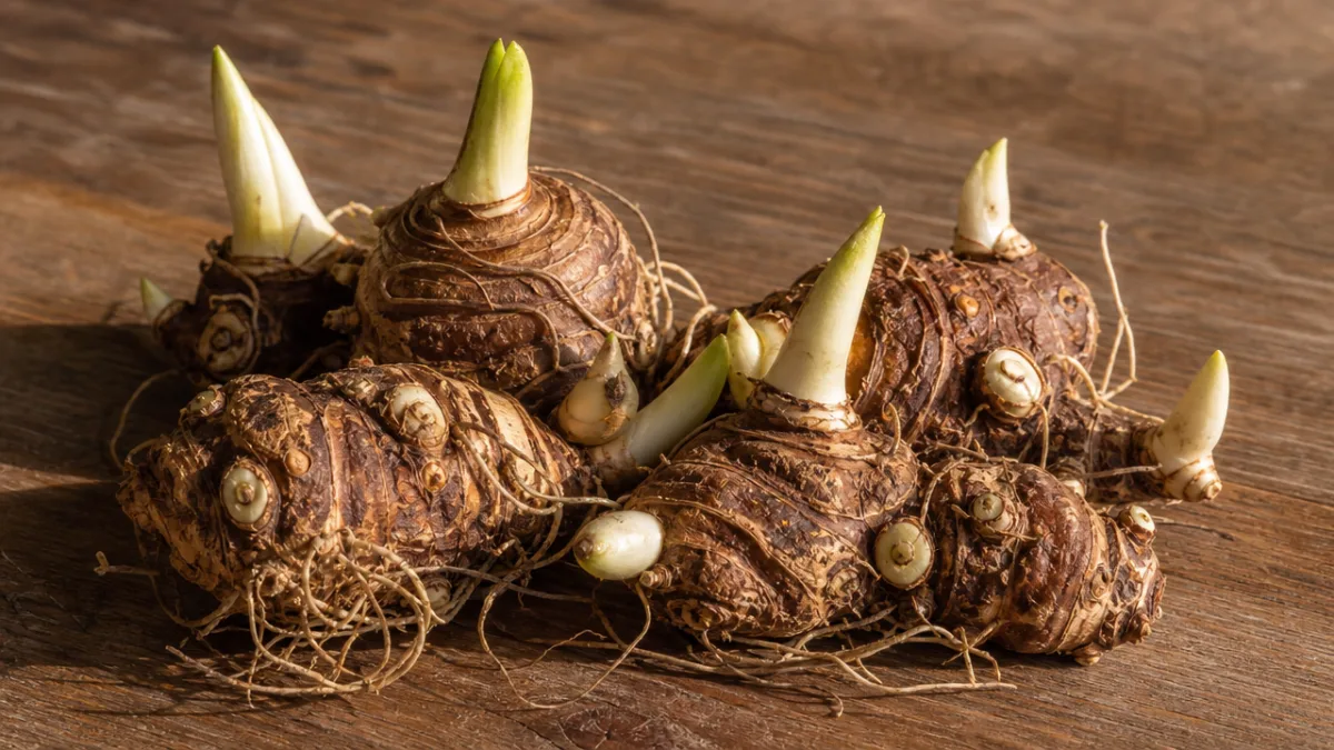 a close-up of healthy calla lily rhizomes arranged on a wooden surface,…