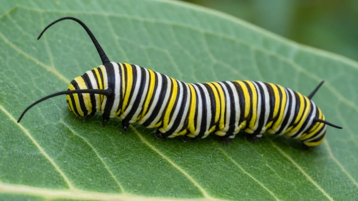 a close-up of a monarch butterfly caterpillar on a green milkweed leaf,…