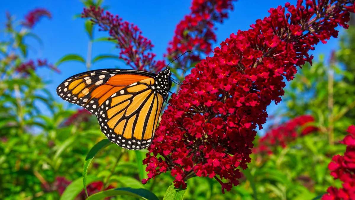 a monarch butterfly feeding on deep red butterfly bush spikes, bright midday…