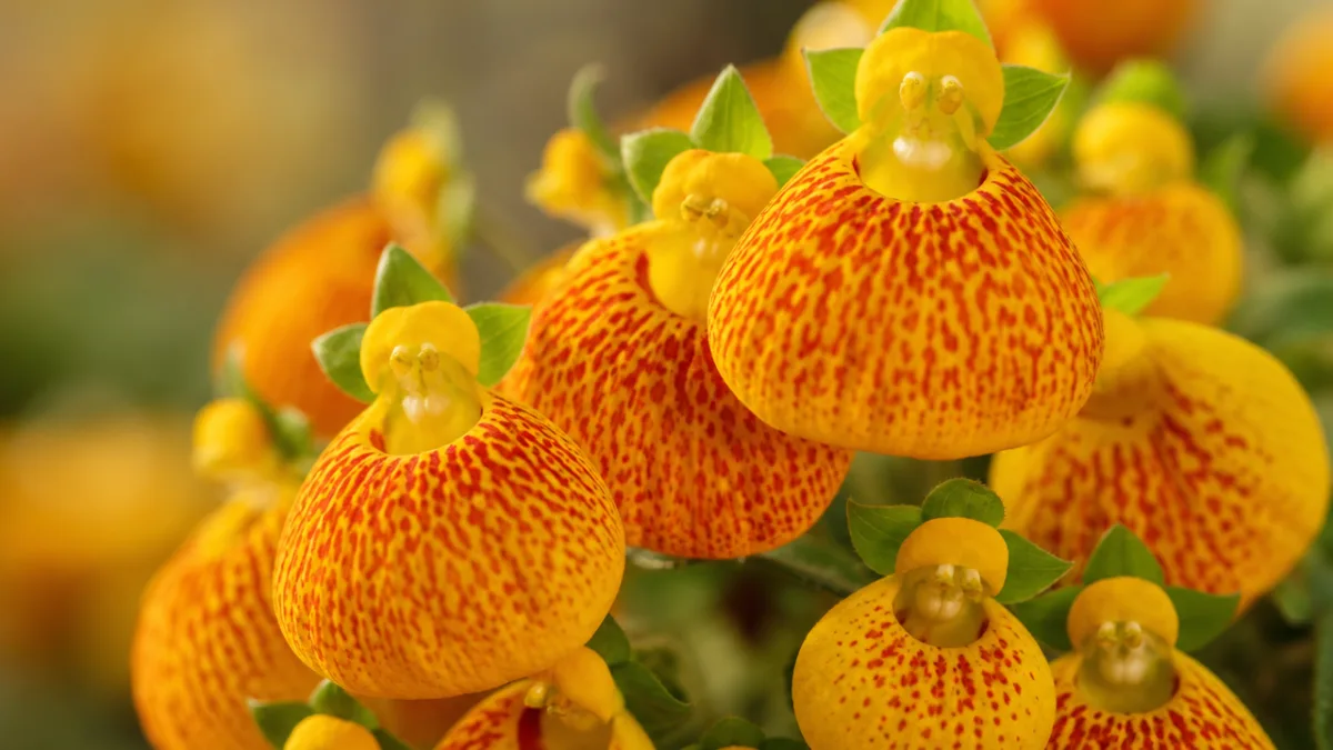 a close-up of vibrant yellow and orange Calceolaria pouch flowers with soft…