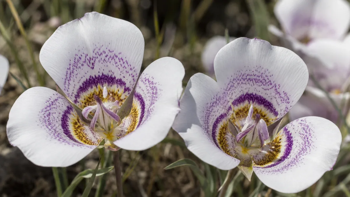 a close-up photorealistic image of Calochortus venustus blooms showing intricate petal markings,…