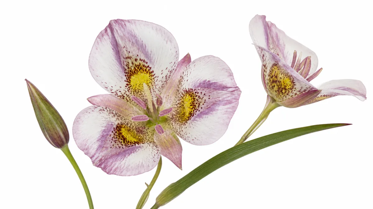 a botanical illustration-style photograph of Calochortus venustus against white background, studio lighting,…