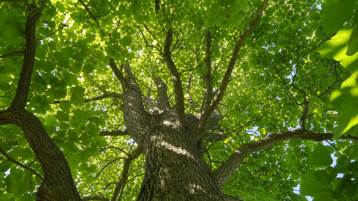 a massive catalpa tree in full summer leaf, photographed from below looking…