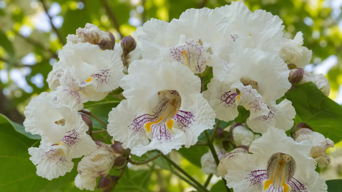 close-up of catalpa tree flowers in full bloom, creamy white blossoms with…